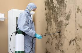 Best Emergency Mold Remediation  in Hillsboro, MO